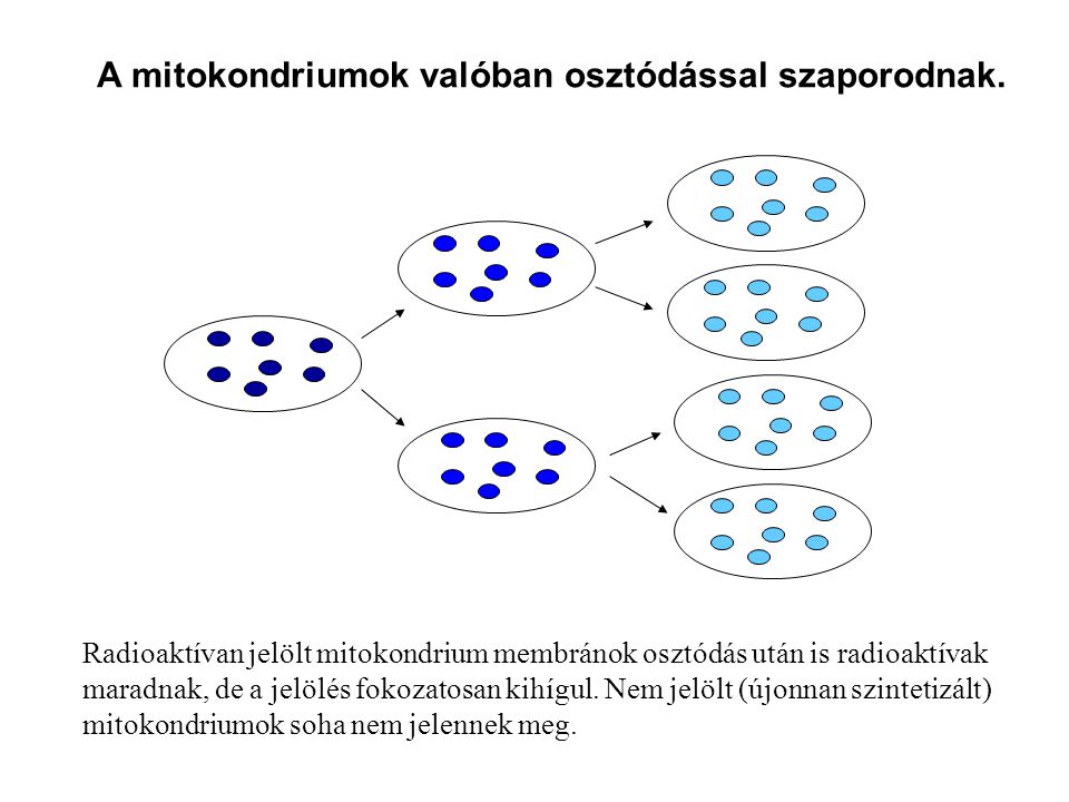 A mitokondriumok valóban osztódással szaporodnak.