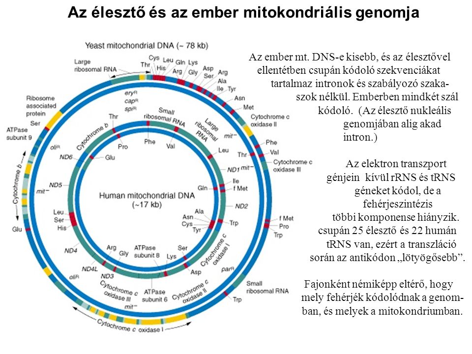 Az élesztő és az ember mitokondriális genomja