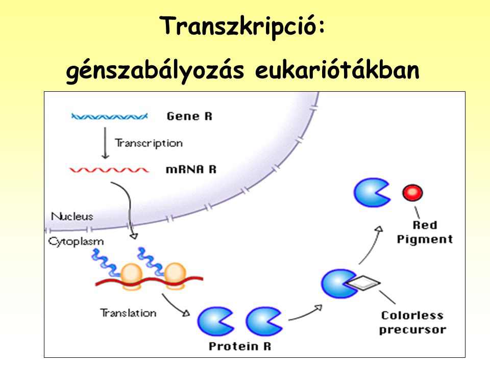 génszabályozás eukariótákban