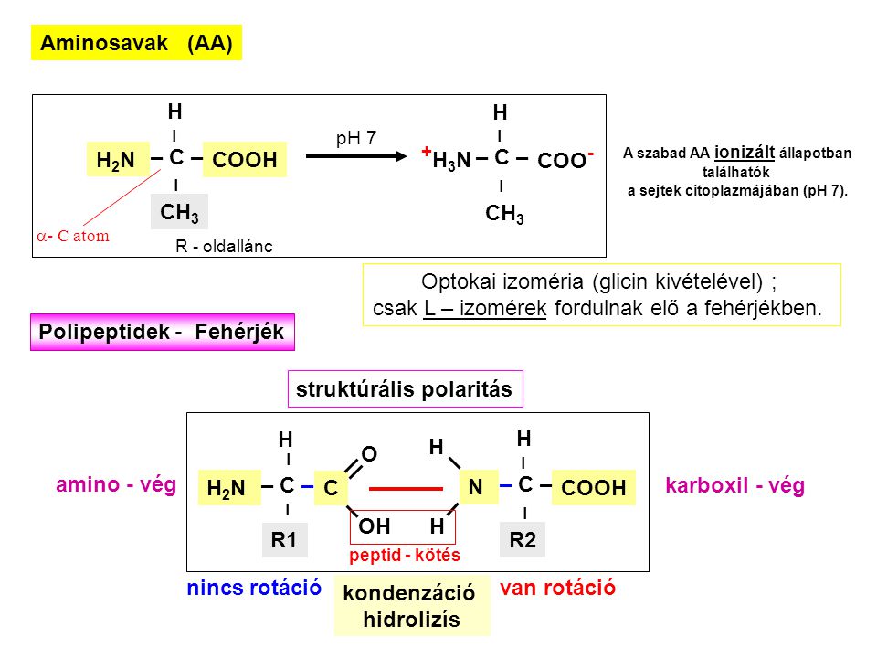 A szabad AA ionizált állapotban a sejtek citoplazmájában (pH 7).
