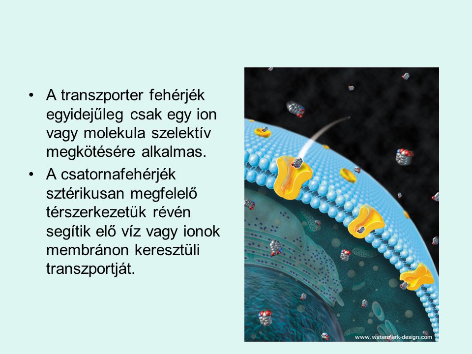 A transzporter fehérjék egyidejűleg csak egy ion vagy molekula szelektív megkötésére alkalmas.
