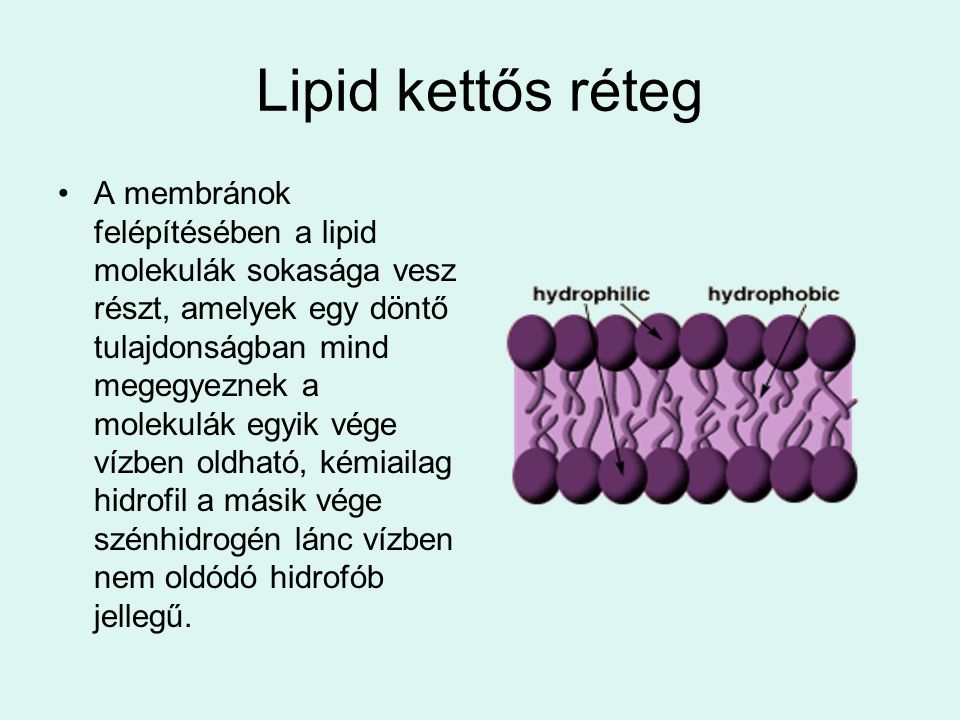 Lipid kettős réteg