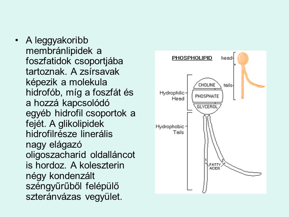 A leggyakoribb membránlipidek a foszfatidok csoportjába tartoznak