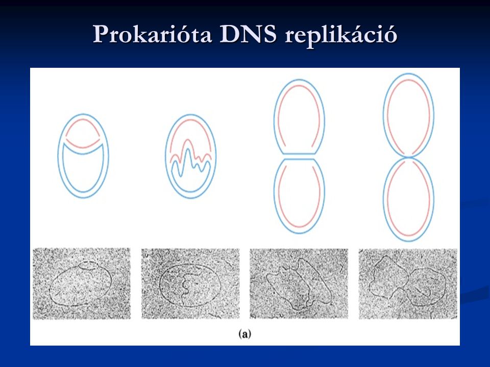 Prokarióta DNS replikáció
