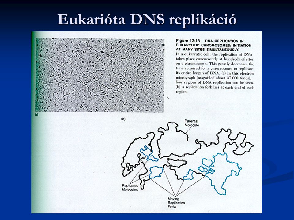 Eukarióta DNS replikáció