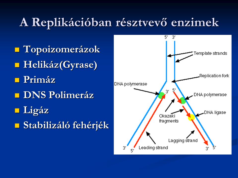A Replikációban résztvevő enzimek