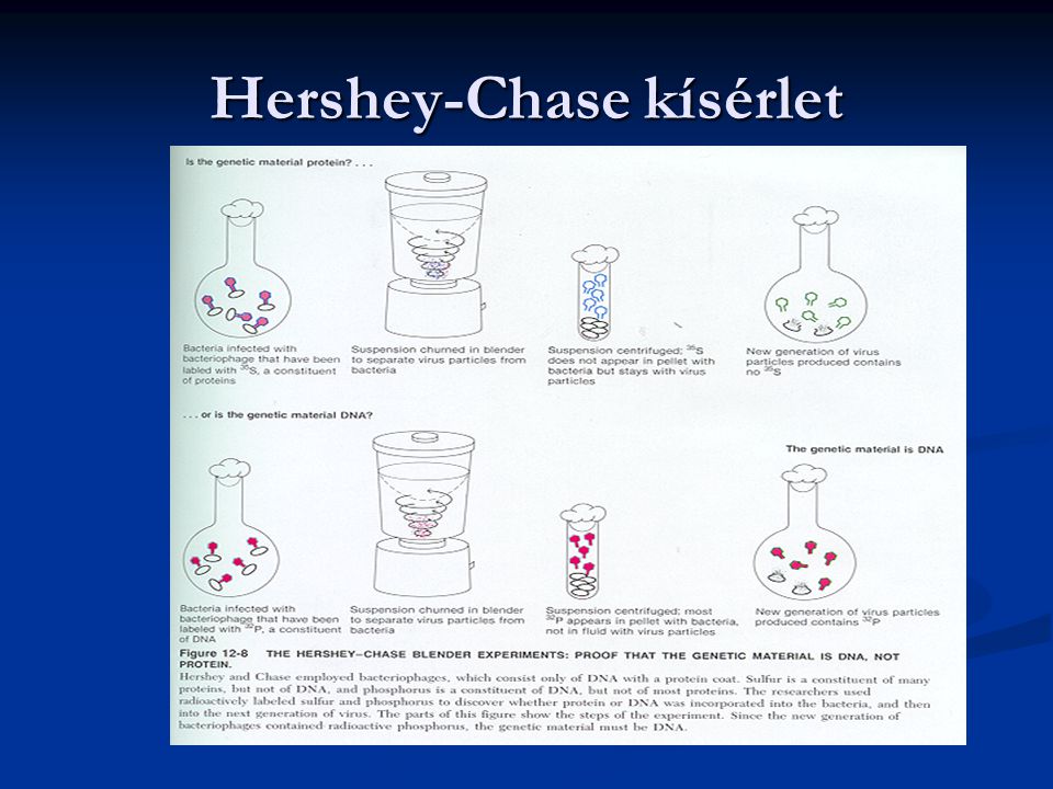 Hershey-Chase kísérlet