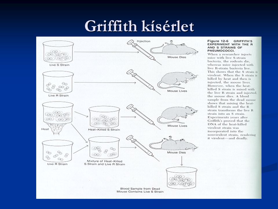 Griffith kísérlet