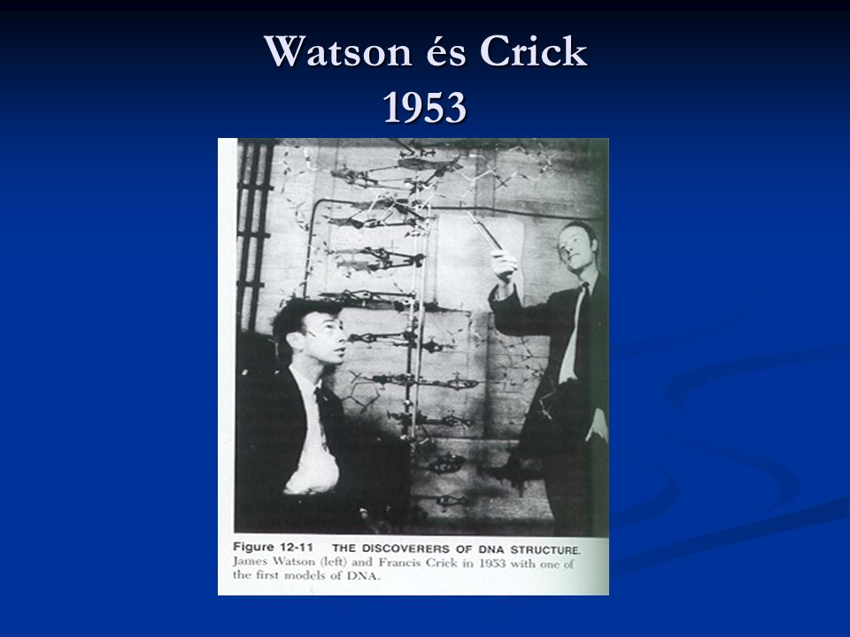 Watson és Crick 1953