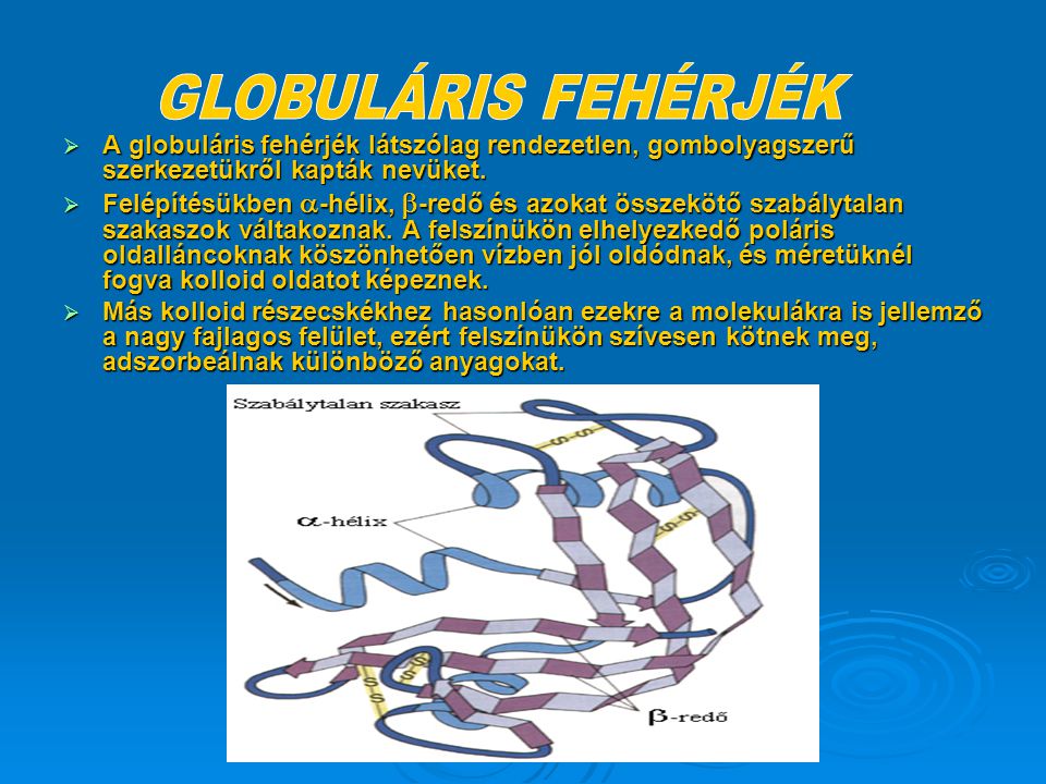 GLOBULÁRIS FEHÉRJÉK A globuláris fehérjék látszólag rendezetlen, gombolyagszerű szerkezetükről kapták nevüket.