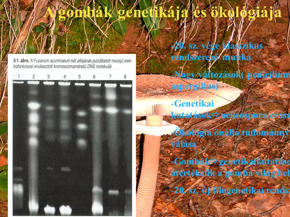 A gombák genetikája és ökológiája