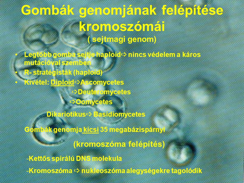 Gombák genomjának felépítése kromoszómái ( sejtmagi genom)