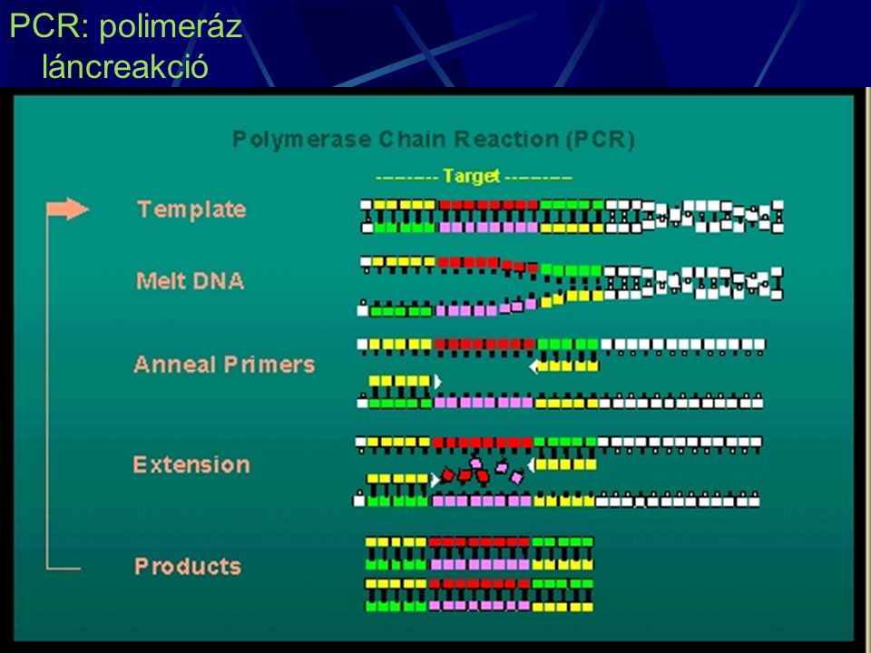 PCR: polimeráz láncreakció