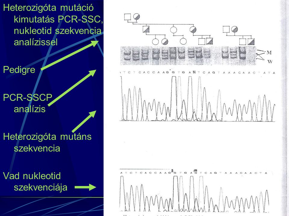 Heterozigóta mutáció kimutatás PCR-SSC, nukleotid szekvencia analízissel