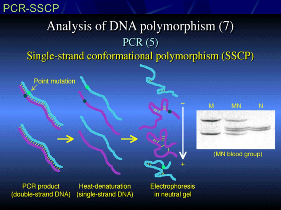 PCR-SSCP