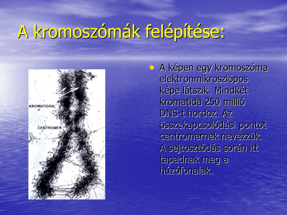 A kromoszómák felépítése: