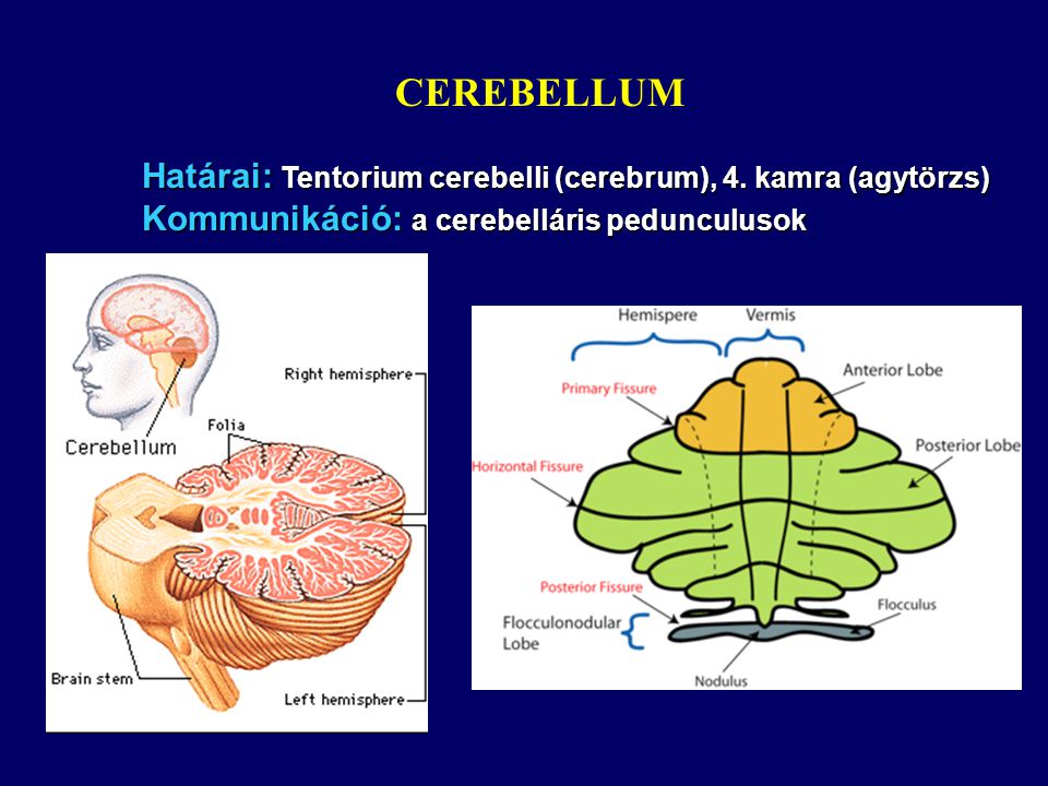 CEREBELLUM Határai: Tentorium cerebelli (cerebrum), 4.