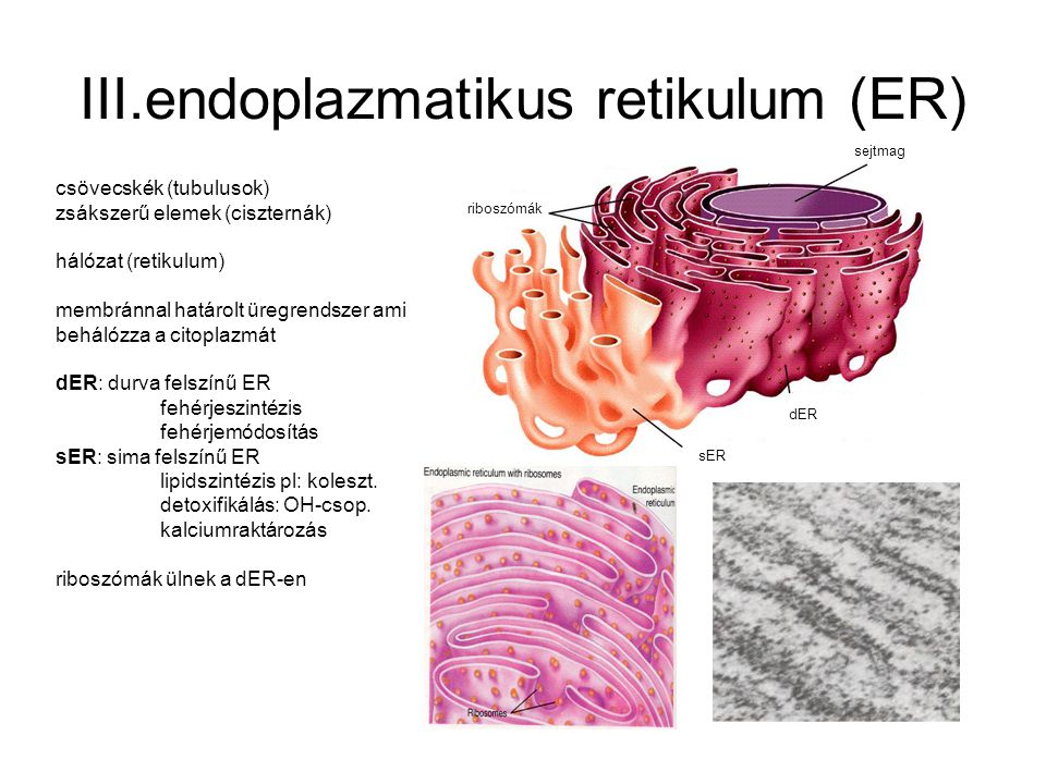 III.endoplazmatikus retikulum (ER)