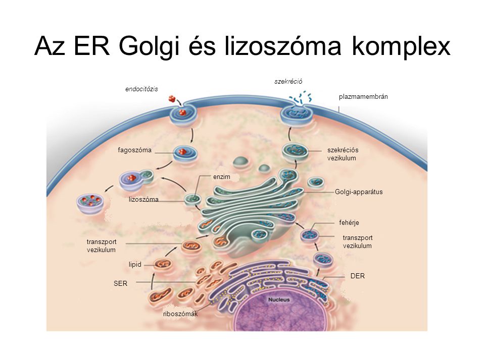 Az ER Golgi és lizoszóma komplex