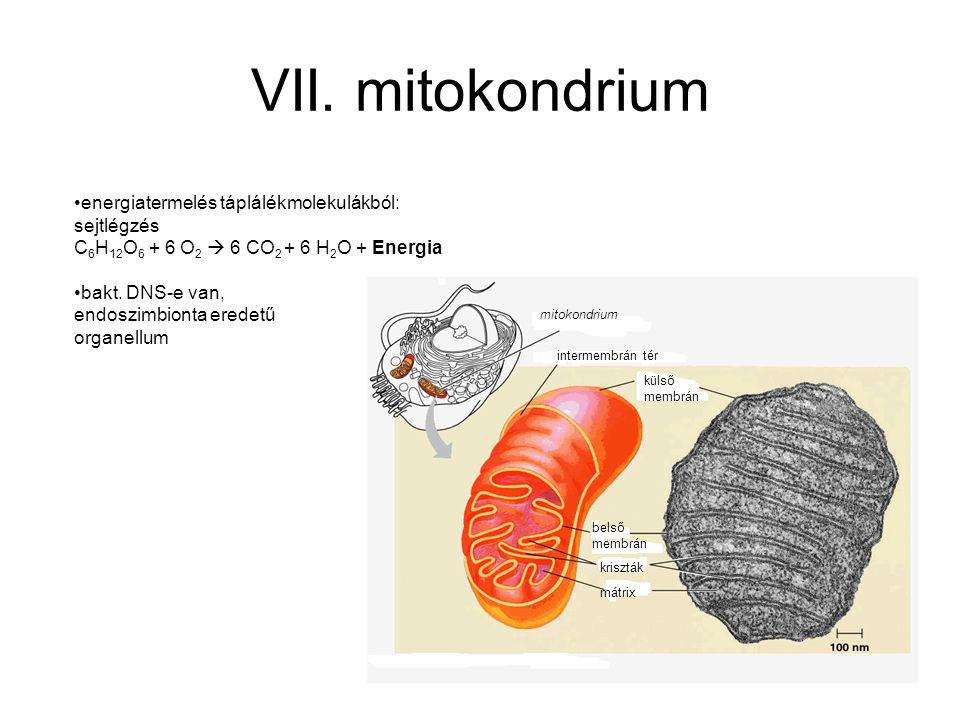 VII. mitokondrium energiatermelés táplálékmolekulákból: sejtlégzés
