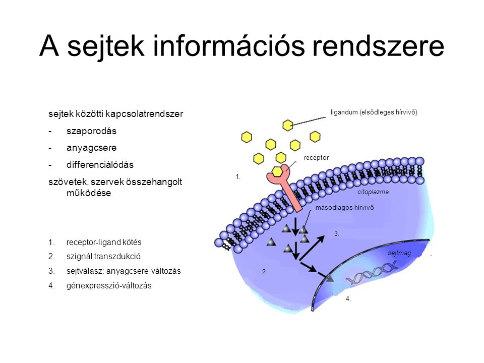 A sejtek információs rendszere
