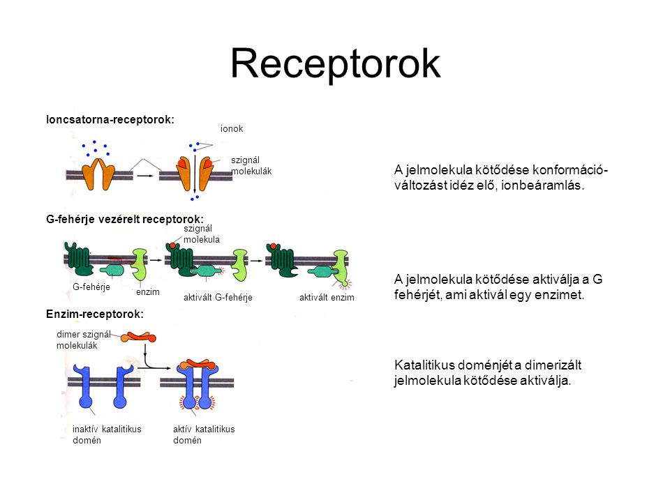 Receptorok Ioncsatorna-receptorok: ionok. A jelmolekula kötődése konformáció-változást idéz elő, ionbeáramlás.