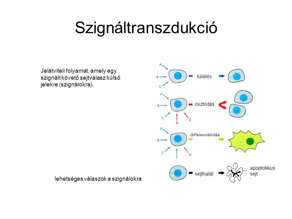 Szignáltranszdukció Jelátviteli folyamat, amely egy szignált követő sejtválasz külső jelekre (szignálokra).