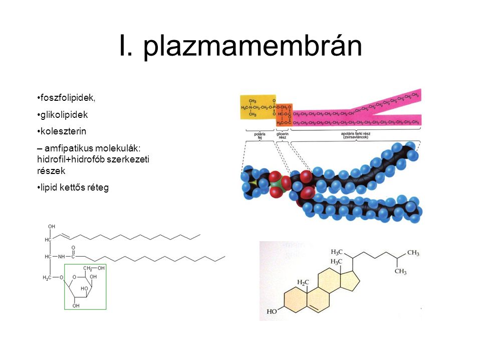I. plazmamembrán foszfolipidek, glikolipidek koleszterin