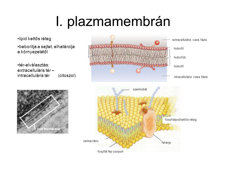 I. plazmamembrán lipid kettős réteg