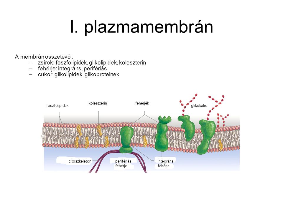 I. plazmamembrán A membrán összetevői: