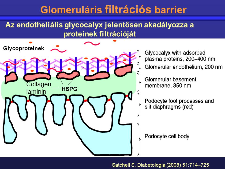 Glomeruláris filtrációs barrier