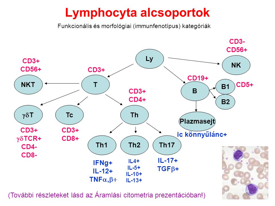 Lymphocyta alcsoportok