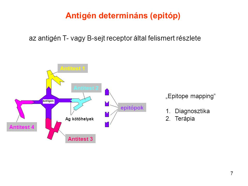 Antigén determináns (epitóp)