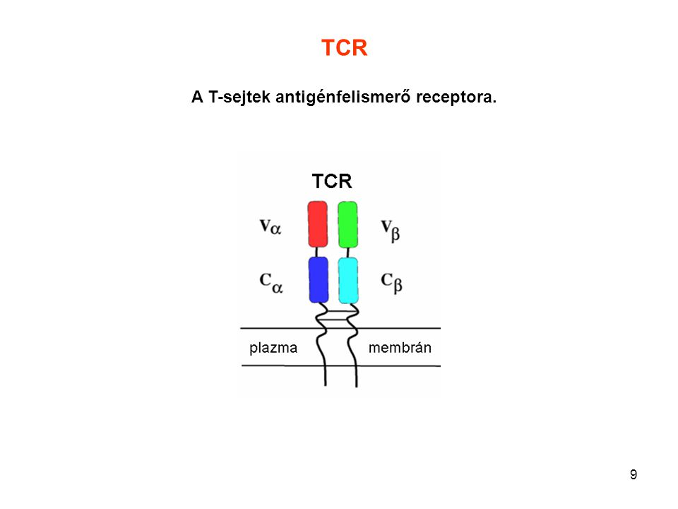 A T-sejtek antigénfelismerő receptora.