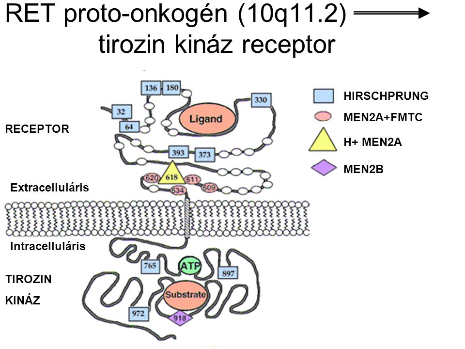 RET proto-onkogén (10q11.2) tirozin kináz receptor