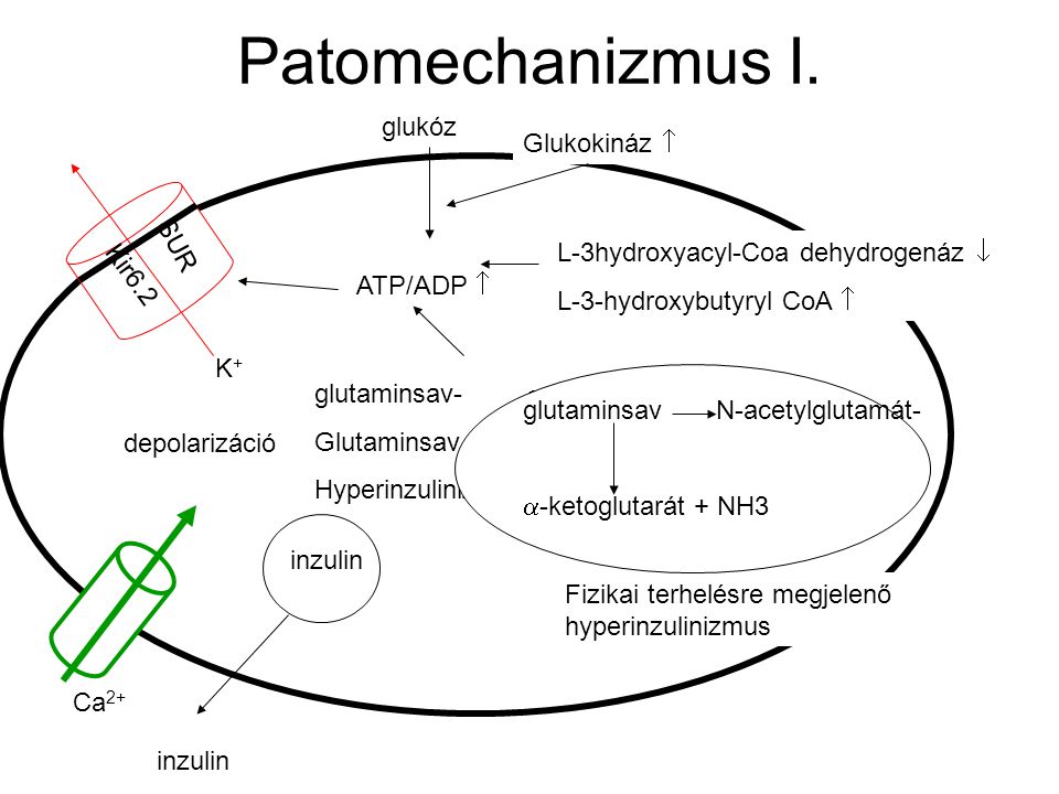 Patomechanizmus I. glukóz Glukokináz  SUR