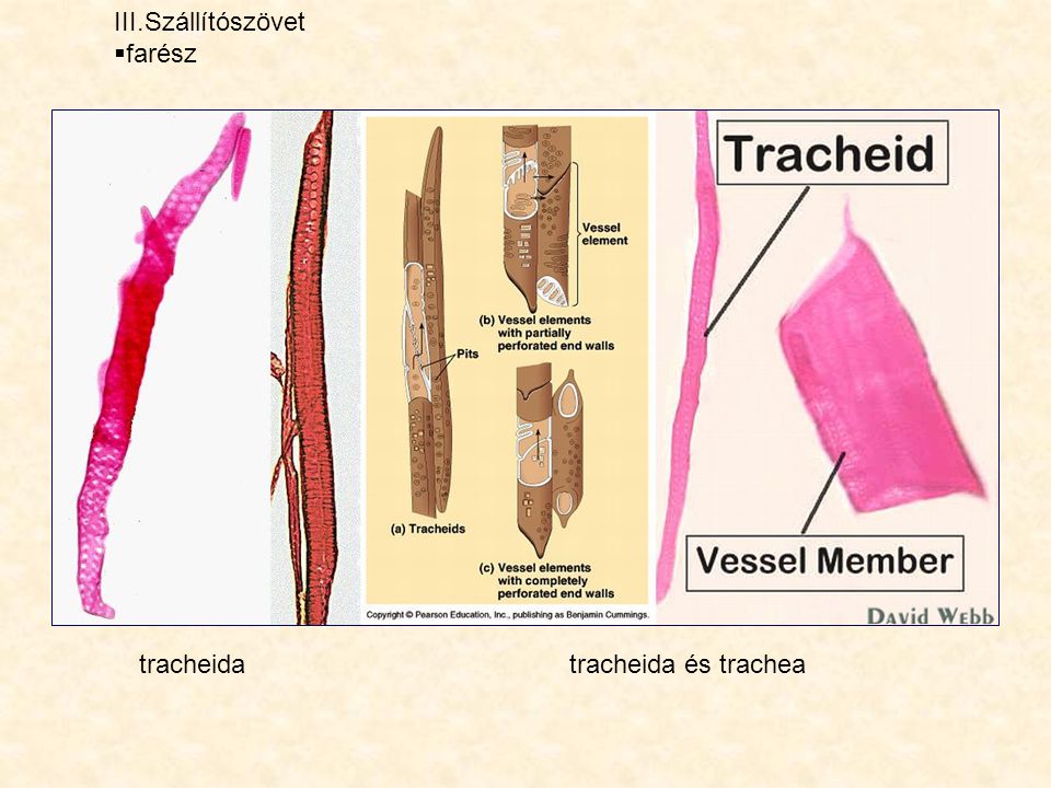 III.Szállítószövet farész tracheida tracheida és trachea