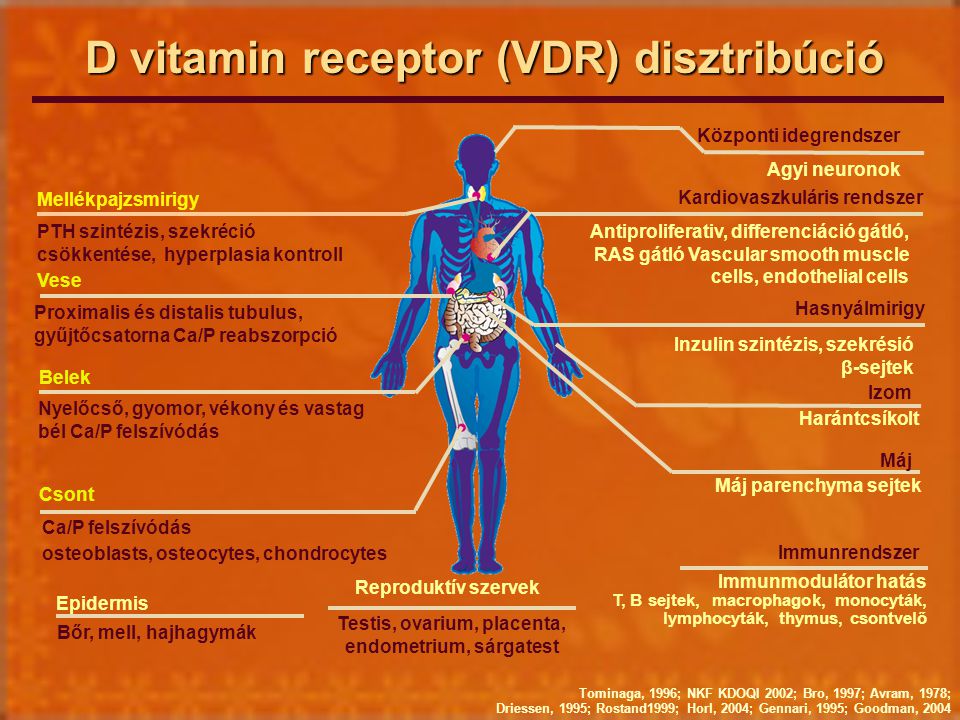 D vitamin receptor (VDR) disztribúció
