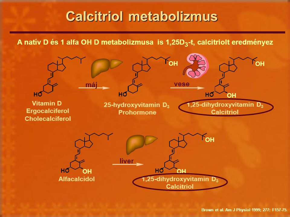 Calcitriol metabolizmus