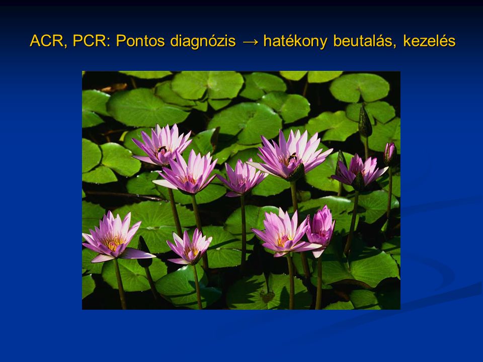 ACR, PCR: Pontos diagnózis → hatékony beutalás, kezelés