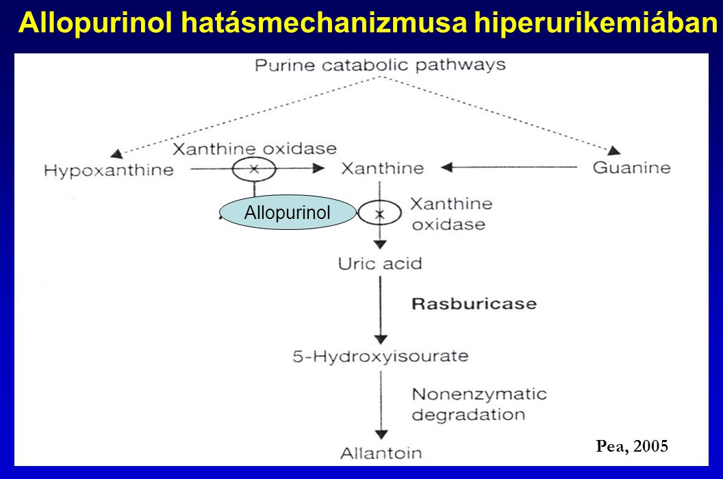 Allopurinol hatásmechanizmusa hiperurikemiában