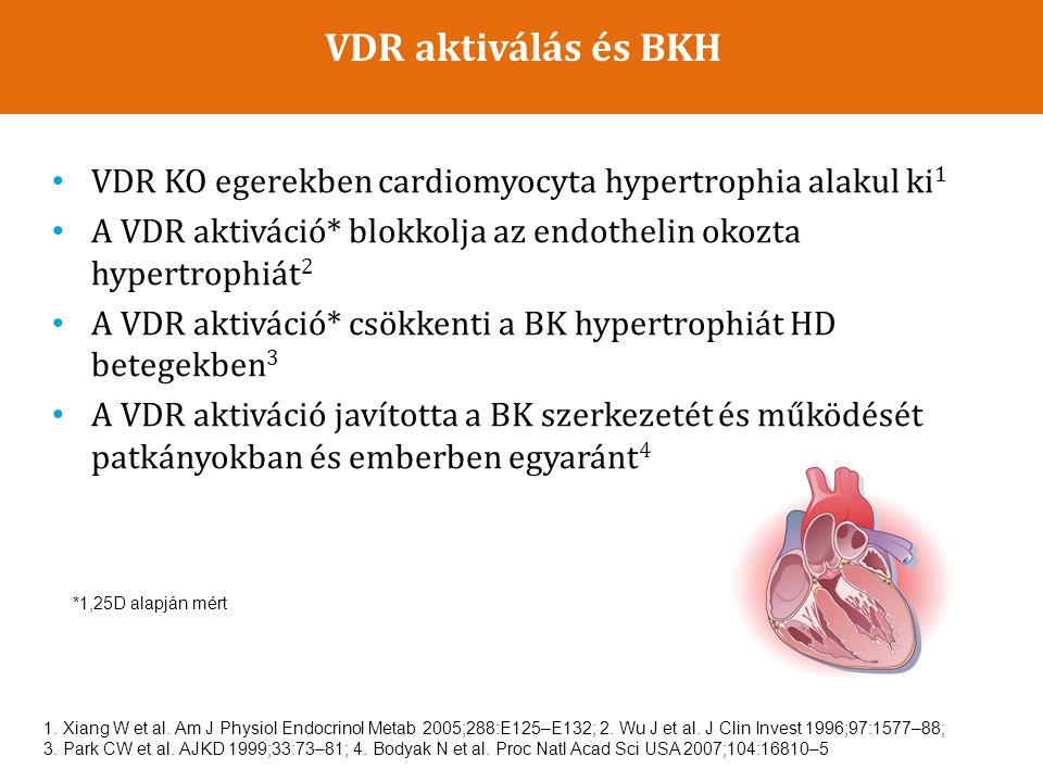 VDR aktiválás és BKH VDR KO egerekben cardiomyocyta hypertrophia alakul ki1. A VDR aktiváció* blokkolja az endothelin okozta hypertrophiát2.