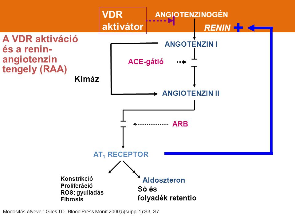 + VDR aktivátor A VDR aktiváció és a renin-angiotenzin tengely (RAA)