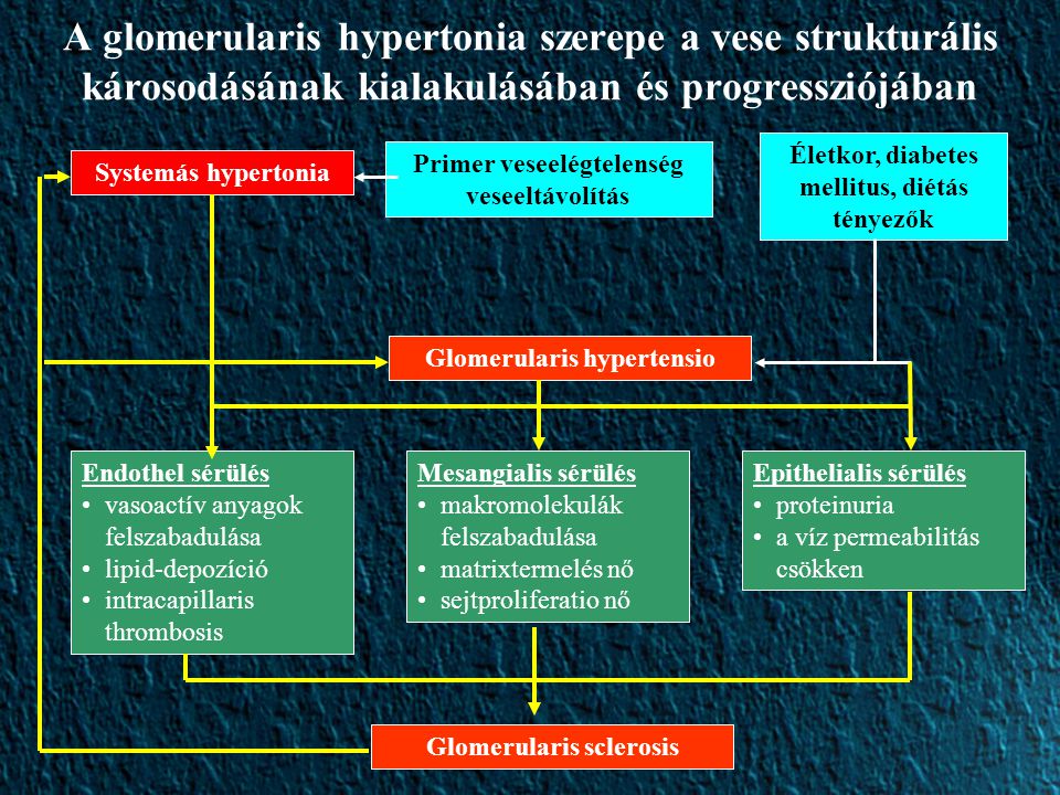 A glomerularis hypertonia szerepe a vese strukturális károsodásának kialakulásában és progressziójában