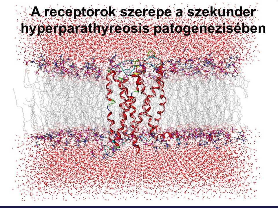 A receptorok szerepe a szekunder hyperparathyreosis patogenezisében