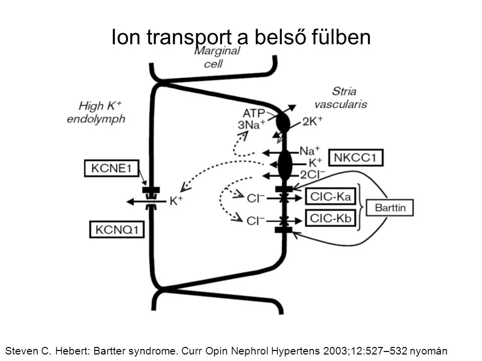 Ion transport a belső fülben