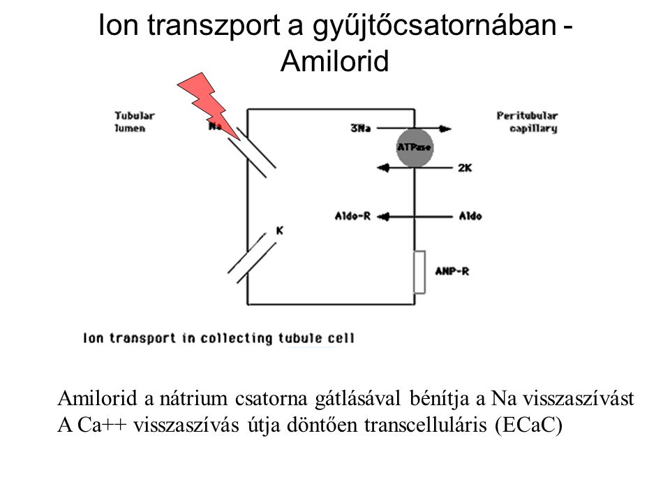 Ion transzport a gyűjtőcsatornában - Amilorid
