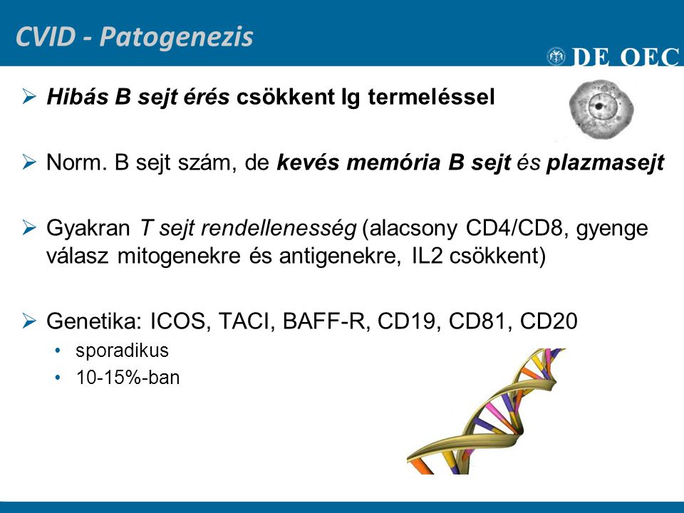 CVID - Patogenezis Hibás B sejt érés csökkent Ig termeléssel
