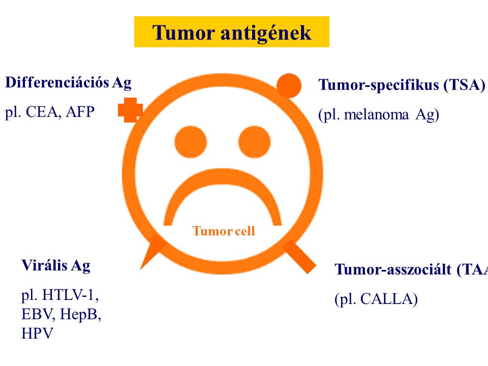 Tumor antigének Differenciációs Ag Tumor-specifikus (TSA) pl. CEA, AFP