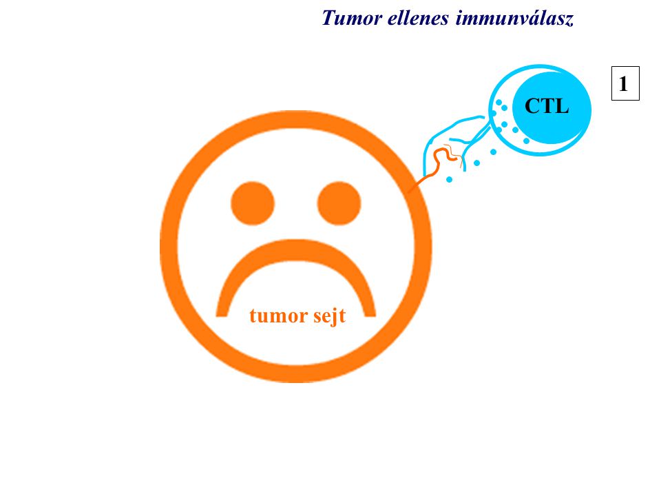 Tumor ellenes immunválasz